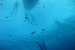 apnea39