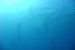 apnea41