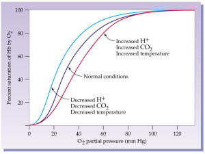 curva-dissociazione-emoglobina